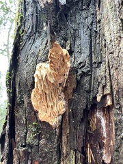 Subantrodia juniperina