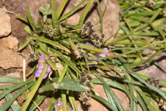Carex macloviana