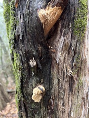 Subantrodia juniperina