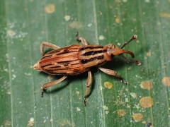 Paramasius distortus