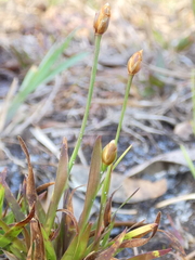 Xyris brevifolia