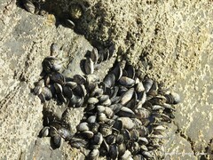 Mytilus galloprovincialis