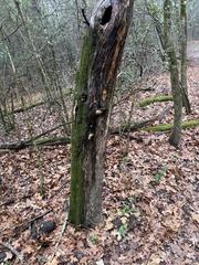 Subantrodia juniperina