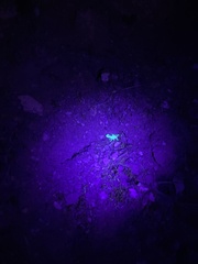 Serradigitus gertschi