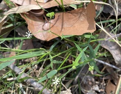 Hydrocotyle geraniifolia