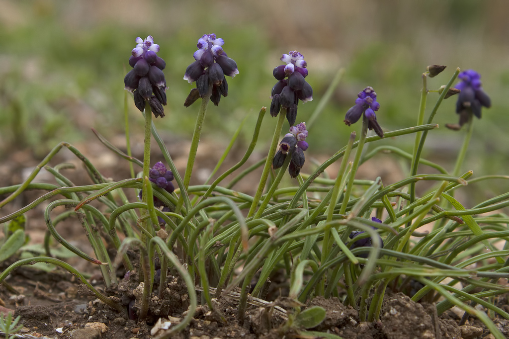 Muscari anatolicum