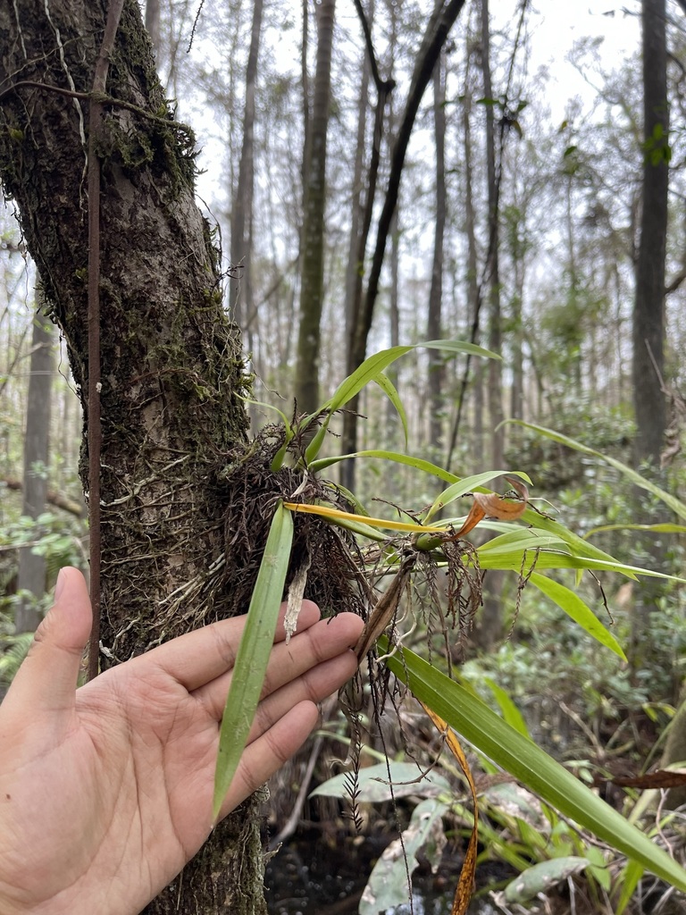 Prosthechea cochleata