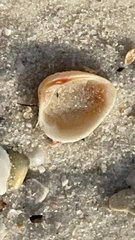 Chione elevata