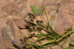 Carex macloviana