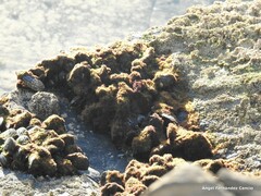 Mytilus galloprovincialis