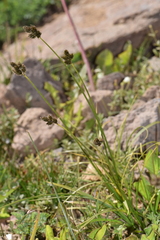 Carex macloviana