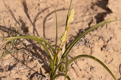 Toxicoscordion paniculatum
