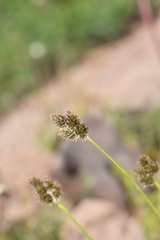 Carex macloviana