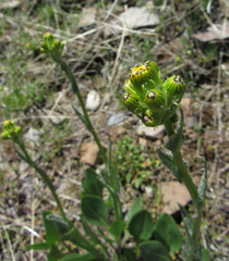 Senecio integerrimus