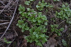 Primula