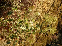 Centranthus ruber