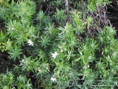 Westringia fruticosa