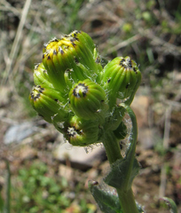 Senecio integerrimus