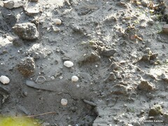 Cerastoderma edule
