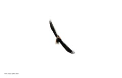 Haliaeetus pelagicus