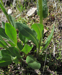 Senecio integerrimus