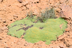 Azorella monantha