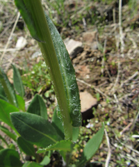 Senecio integerrimus