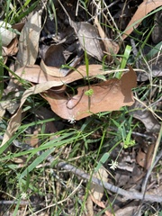 Hydrocotyle geraniifolia