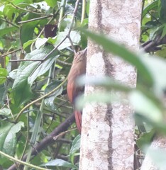 Dendrocincla fuliginosa