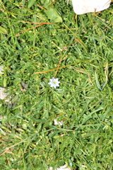 Gentiana sedifolia