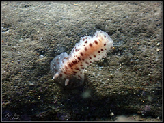 Dendrodoris albobrunnea