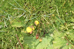 Calceolaria filicaulis