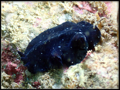 Pseudobiceros stellae