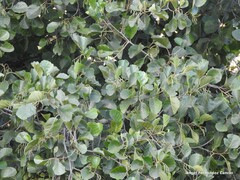 Alnus lusitanica