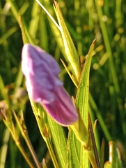 Ruellia simplex