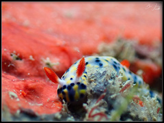 Hypselodoris infucata