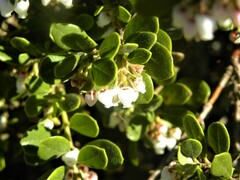 Arctostaphylos pumila