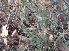 Symphyotrichum subulatum squamatum