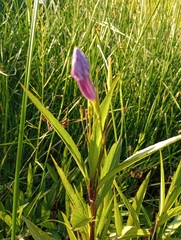 Ruellia simplex