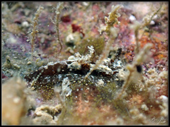 Goniodoris joubini