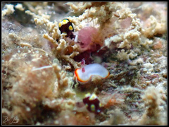 Goniobranchus verrieri