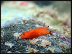 Dendrodoris fumata