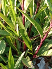 Ruellia simplex