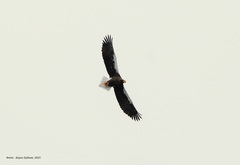 Haliaeetus pelagicus