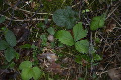 Fragaria × ananassa