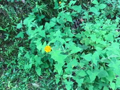 Smallanthus oaxacanus