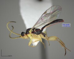Orthocentrus sannio