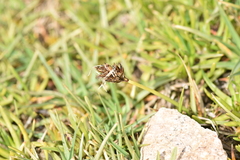 Carex melanocystis