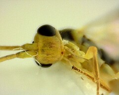 Orthocentrus sannio