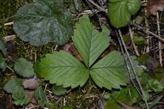 Fragaria × ananassa